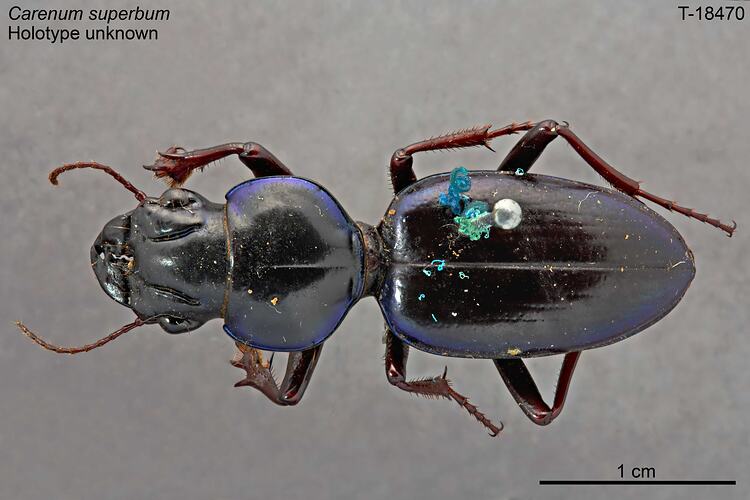 Beetle specimen, dorsal view.