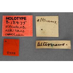 Handwritten specimen labels.