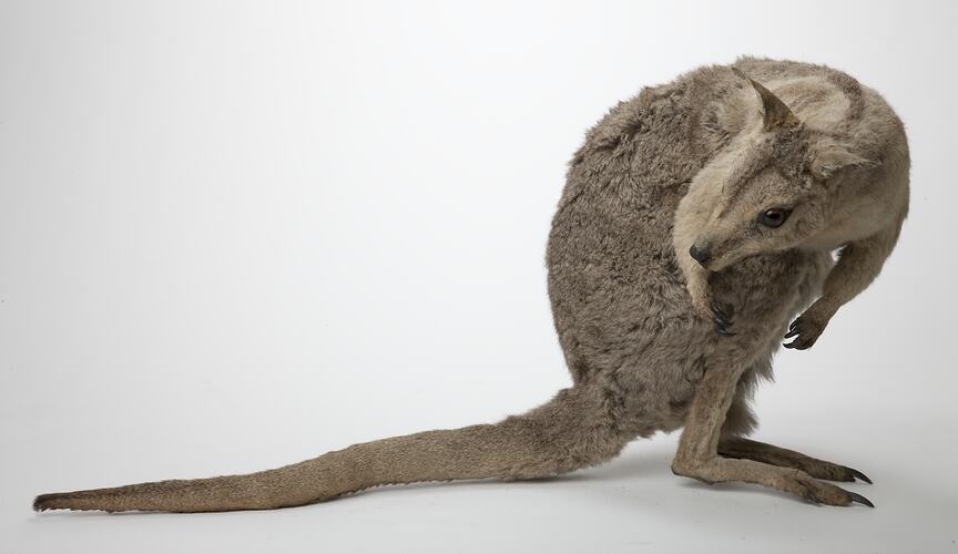 Side view of wallaby specimen mounted on hind legs bent over.