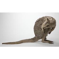 Side view of wallaby specimen mounted on hind legs bent over.