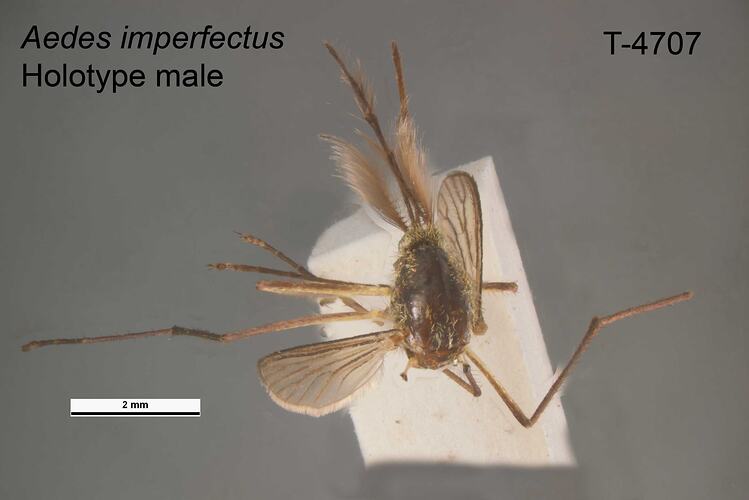 Mosquito specimen, male, dorsal view.