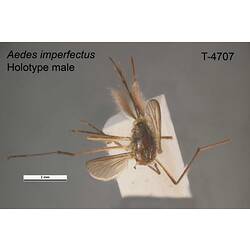 Mosquito specimen, male, dorsal view.