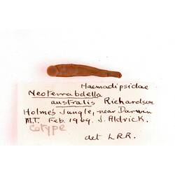 Annelid worm specimen, underside view, and label.