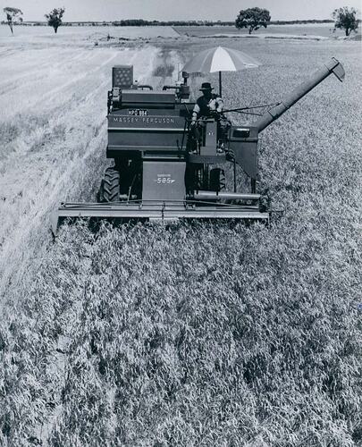 Front view of man driving a harvester in field of wheat.