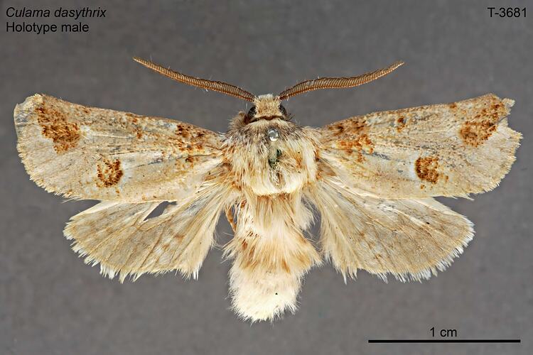Moth specimen, male, dorsal view.