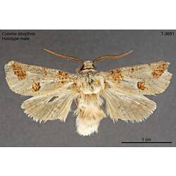 Moth specimen, male, dorsal view.
