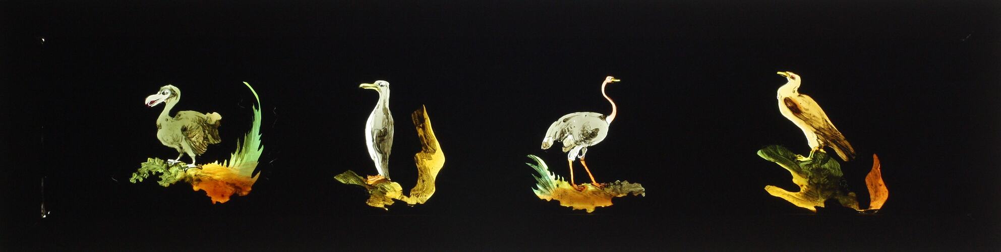 Lantern Slide - Four Birds, 1820-1860