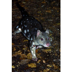 A Spotted-tailed Quoll walking on the ground, at night.