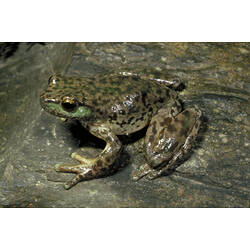 A Spotted Tree Frog sitting on a rock.