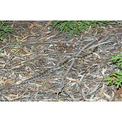A Tiger Snake camouflaged in leaf litter.