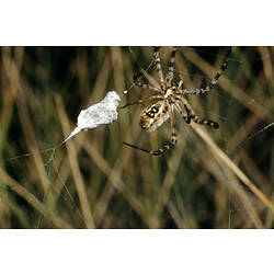 A St. Andrew's Cross Spider with silk-wrapped prey in web.