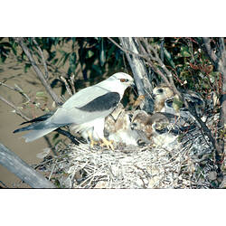 A Black-shouldered Kite, standing on the edge of its nest, with four chicks.