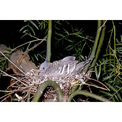 A Crested Pigeon, sitting in a nest in a tree, at night.