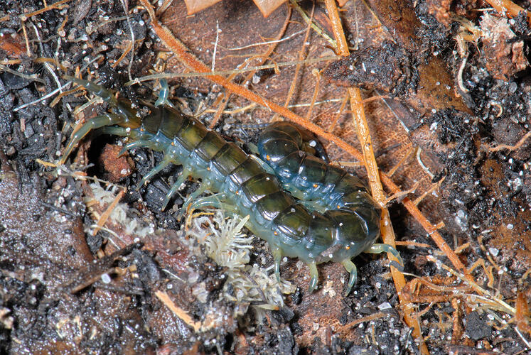 A Lithobiid Centipede with young white centipedes.