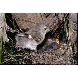 A female Flame Robin and her two chicks in a nest.