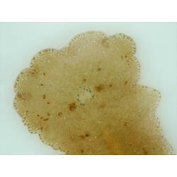 Detail of anteror of flatworm, ocelli visible.