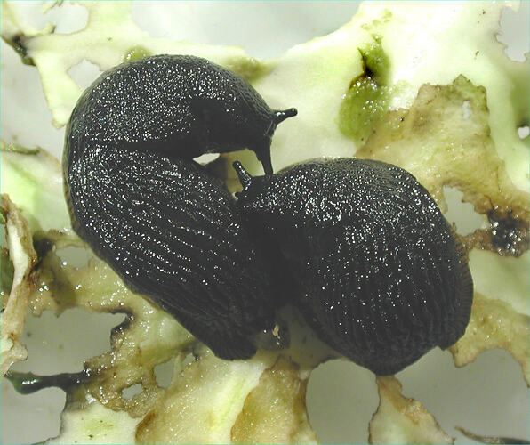 Two Black Slugs crawling on apple peel.
