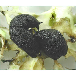 <em>Arion ater</em> (Linnaeus, 1758), Black Slug