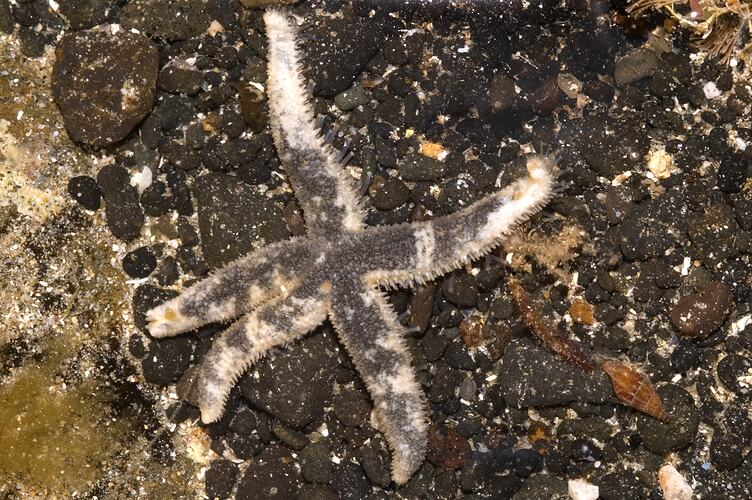A Black and White Seastar on reef.
