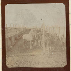 Horses and servicemen in a horse corral.