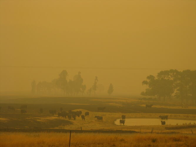 Cattle in a burnt paddock surrounded by smoke.