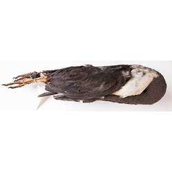 Dry bird skin specimen with labels.