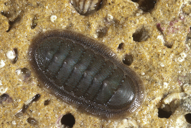 A Southern Chiton attached to a rock.