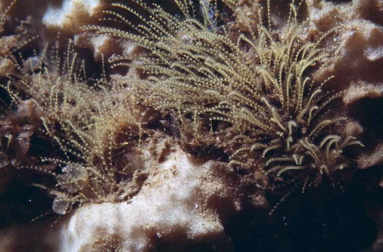 Hydroid on a reef.