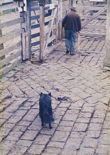 Yardman and Dog, Newmarket Saleyards, 1987