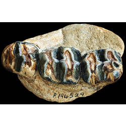 Fossil jaw bone with teeth.