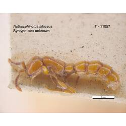 Ant specimen, lateral view.