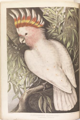 Pinkish-tinged cockatoo.