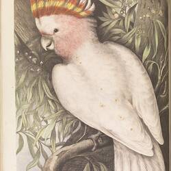 Pinkish-tinged cockatoo.