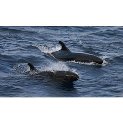 Two False Killer Whale's swimming at surface.