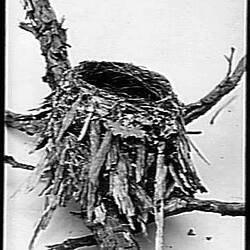 Glass Negative - Nest of the Yellow Breated Shirke Robin, by A.J. Campbell, Victoria, circa 1895