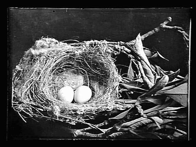 Nest with two eggs.