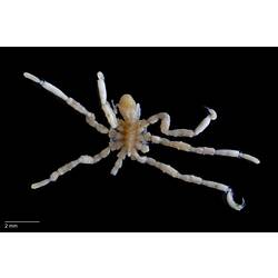 Sea spider, <em>Ammothea australiensis</em>.