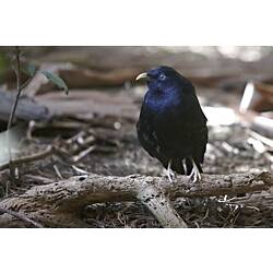 Glossy blue-black bird on branch near ground.