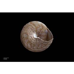 Bottom-up view of brown and cream snail shell.