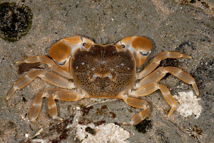<em>Paragrapsus quadridentatus</em>, Four-toothed Shore Crab. Bunurong Marine National Park, Victoria.