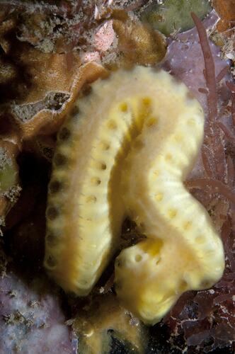 <em>Sycozoa cerebriformis</em>, Brain Ascidian. Western Port, Victoria.