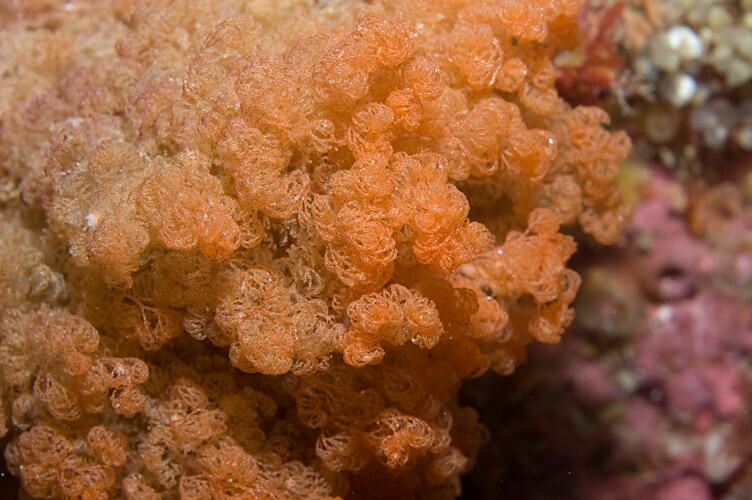<em>Orthoscuticella ventricosa</em>, lace coral. Wilsons Promontory National Park, Victoria.