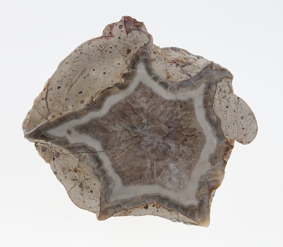 Cross section of agate with brown and cream star butst pattern.