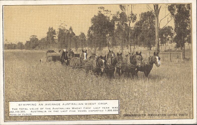 Postcard - 'Stripping an Average Australian Wheat Crop', Commonwealth Immigration Office, 1924