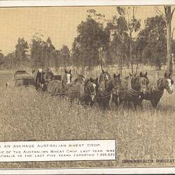Postcard - 'Stripping an Average Australian Wheat Crop', Commonwealth Immigration Office, circa 1922
