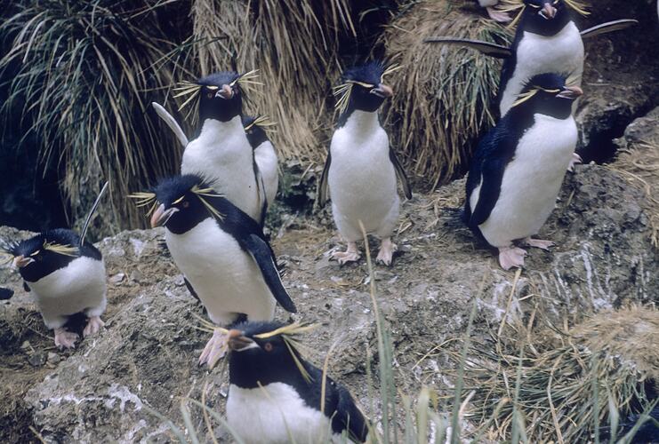 Rock Hopper Penguins, Macquarie Island, Tasmania, Dec 1959