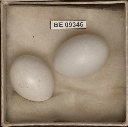 Two bird eggs with specimen labels in box.