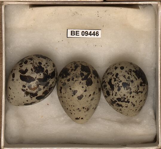 Three bird eggs with specimen labels in box.