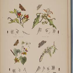 Four moths shown at diffrent life stages including larva, pupa, and adult against a botanical background.