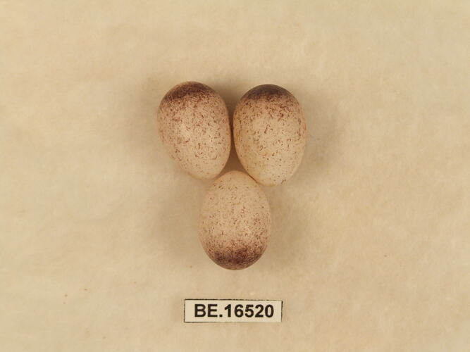 Three bird eggs with specimen label.